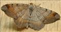 1893 (70.214) Tawny-barred Angle